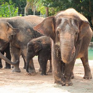 Jul. 2019 - McNair Asian Elephant Habitat - Tess, Tilly, Tupelo & Joy