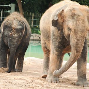 Jul. 2019 - McNair Asian Elephant Habitat - Joy & Tupelo