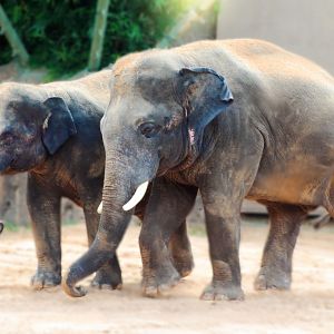 Jul. 2019 - McNair Asian Elephant Habitat - Duncan & Tucker