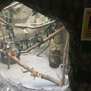 Hamill Family Play Zoo - Former kookaburra exhibit now a small-spotted genet exhibit