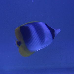 Pacific double-saddle butterflyfish - Chaetodon ulietensis