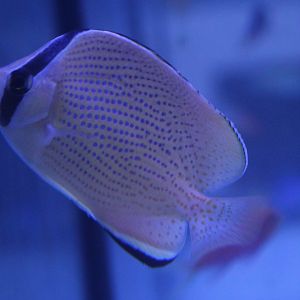 Speckled butterflyfish - Chaetodon citrinellus