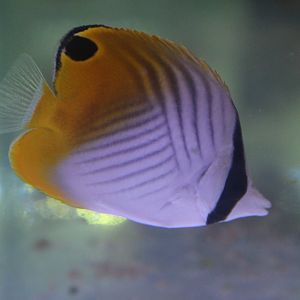 Threadfin butterflyfish - Chaetodon auriga - juvenile