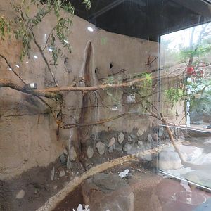 Scarlet Macaw Exhibit