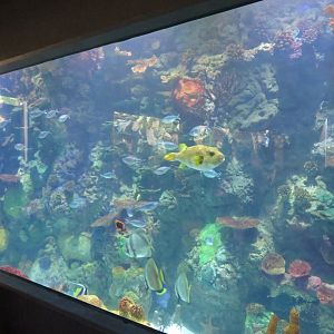Coral Reef Tank