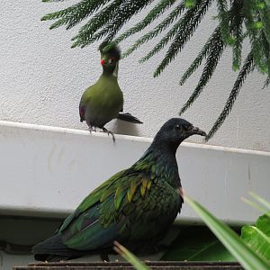 Nicobar Pigeon & White-cheeked Turaco
