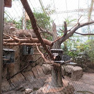 Golden-headed Lion Tamarin Exhibit