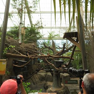 Golden-headed Lion Tamarin Exhibit