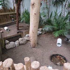 Indian Star Tortoise Enclosures