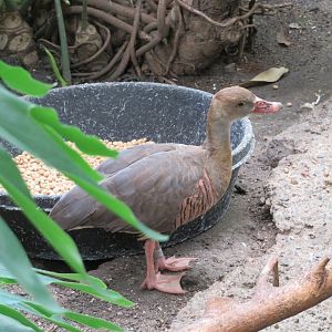 Plumed Whistling Duck (unsigned)