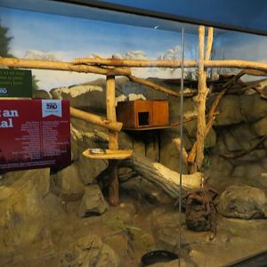 Red Panda Indoor Exhibit