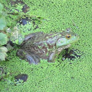Australian Adventure: Bullfrog!