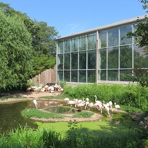 Chilean Flamingo Exhibit