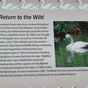 Trumpeter Swan Conservation Signage