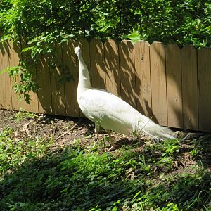 White Peacock