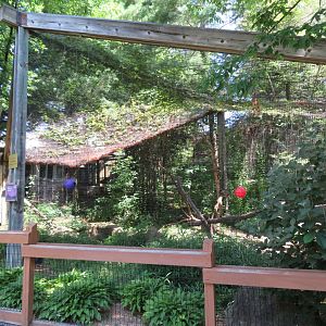 Ring-tailed Lemur Cage