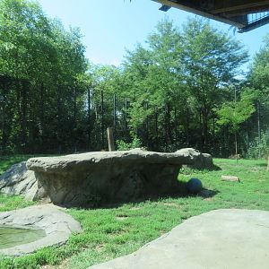 Lion Exhibit