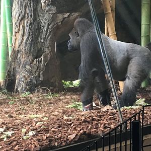 Regenstein Center For African Apes - Kwan