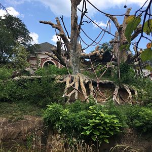 Regenstein Center for African Apes - Outdoor Bamboo Forest