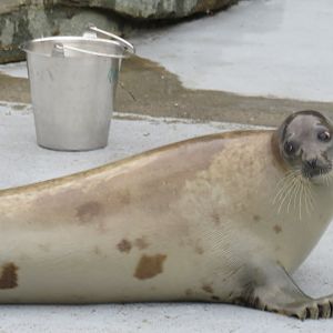Harp seal on land