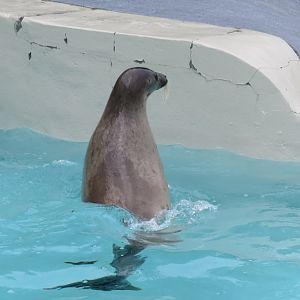 Harp seal in the water