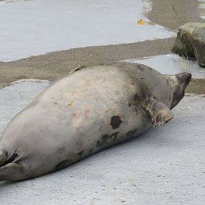 Harp seal on its back