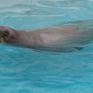 Atlantic walrus