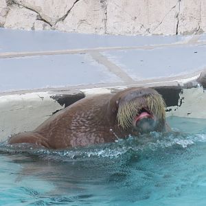 Pacific walrus
