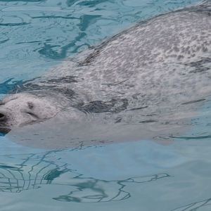 Harbour seal