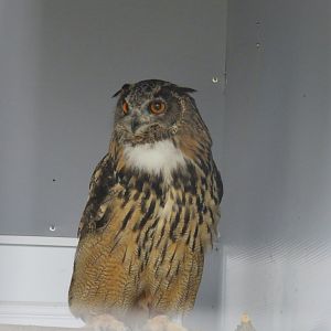 European eagle owl