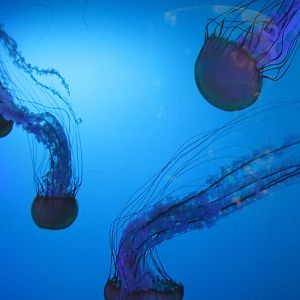 Pacific sea nettle
