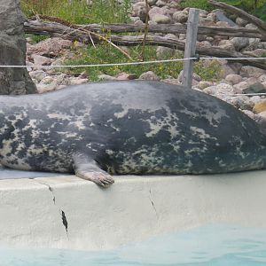 Grey seal full body shot