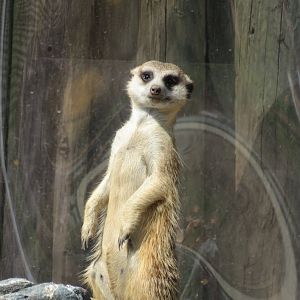 Meerkat