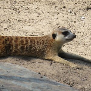 Meerkat laying down