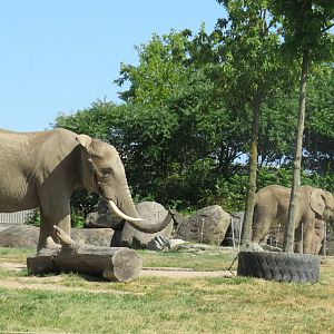 African elephants