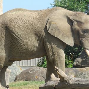 African elephant
