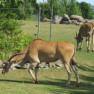 Common elands