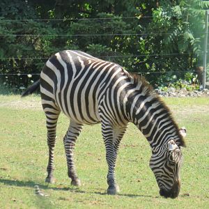 Grazing plains zebra