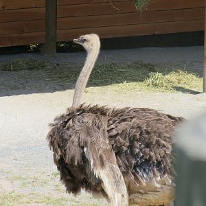 Ostrich