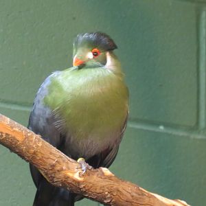 White-cheeked turaco