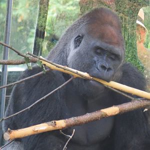 Western lowland gorilla