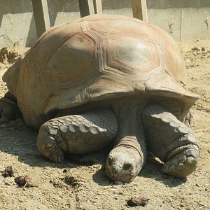 Aldabra giant tortoise