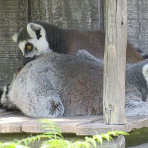 Ring-tailed lemurs