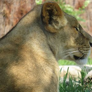 Female lion