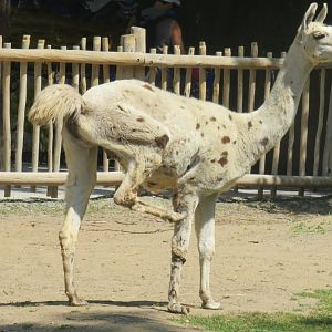 Llama