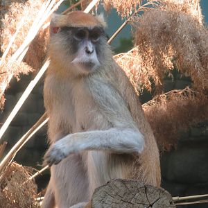 Patas monkey
