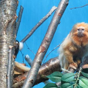 Golden lion tamarin/Common marmoset group shot
