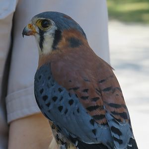 American kestrel