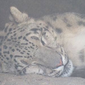 Snow leopard
