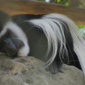 Eastern black-and-white colobus monkey
